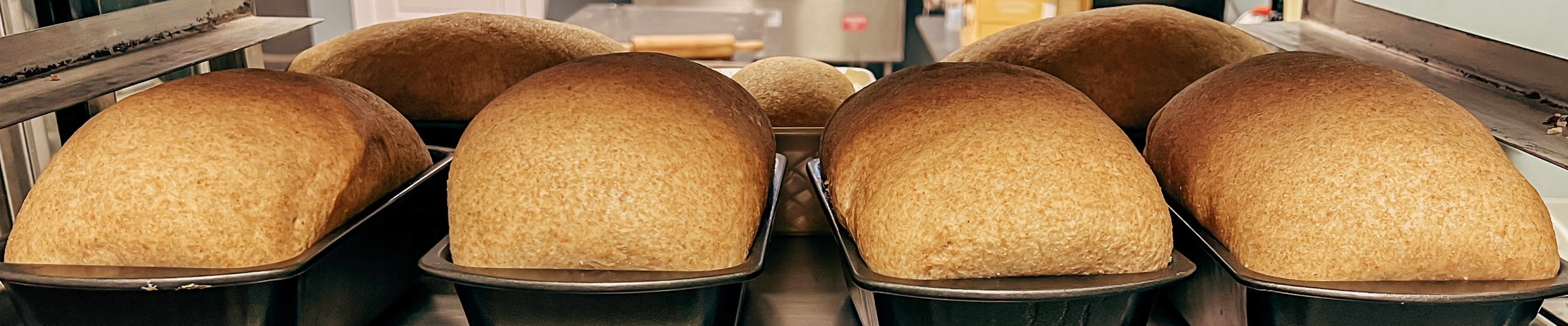 whole wheat bread loaves on a baking rack